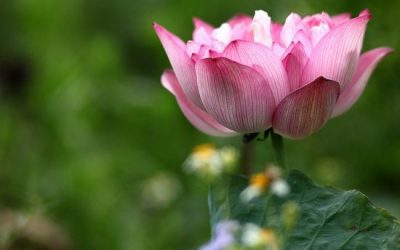 “No hace falta ser grande para empezar pero sí empezar para ser grande”