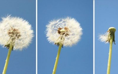 La fragilidad nos hace poderosos